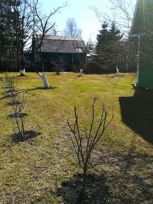 Обрезка плодовых кустарников весной