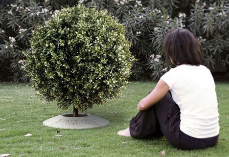 memorial tree.jpg