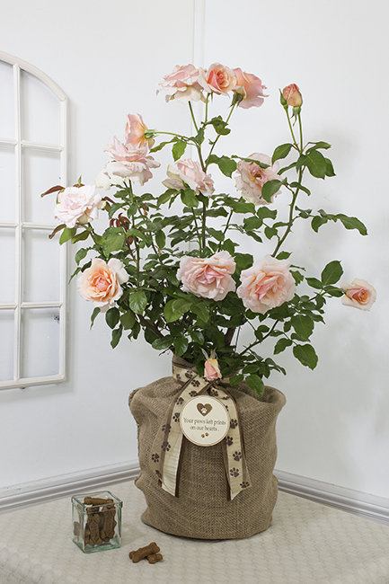 rose.jpg