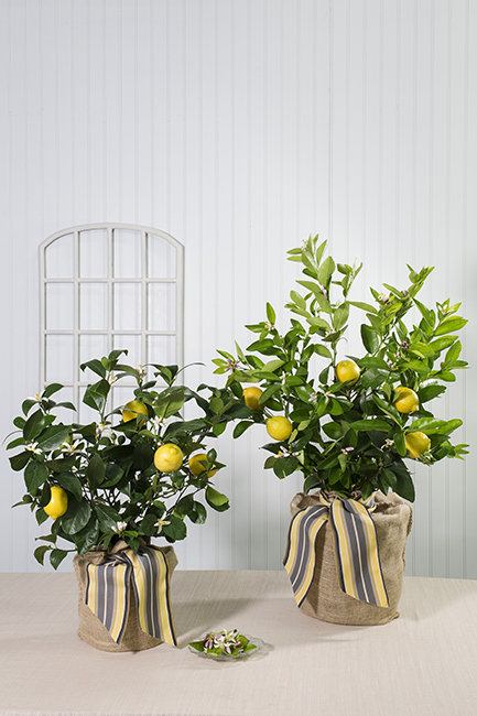 lemon-tree-pet-lrg.jpg